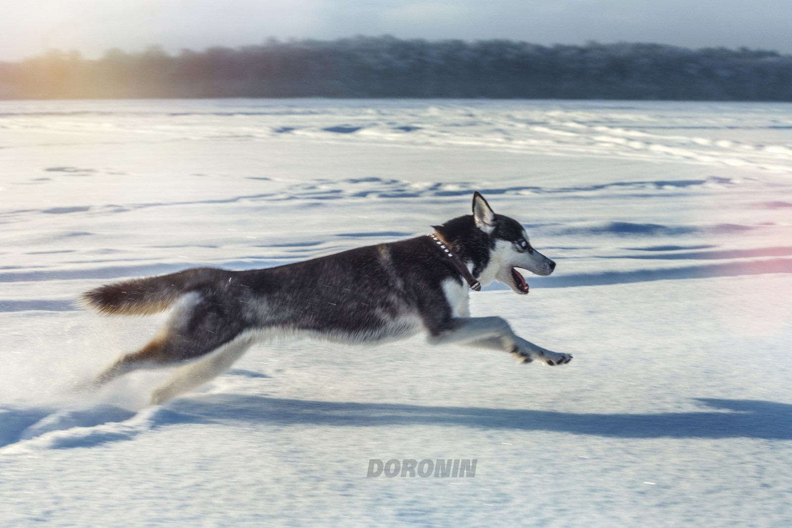 雪, 犬, 冬, ジャンプ, ランニング, 写真家, ハスキー, デニス・ドロニン