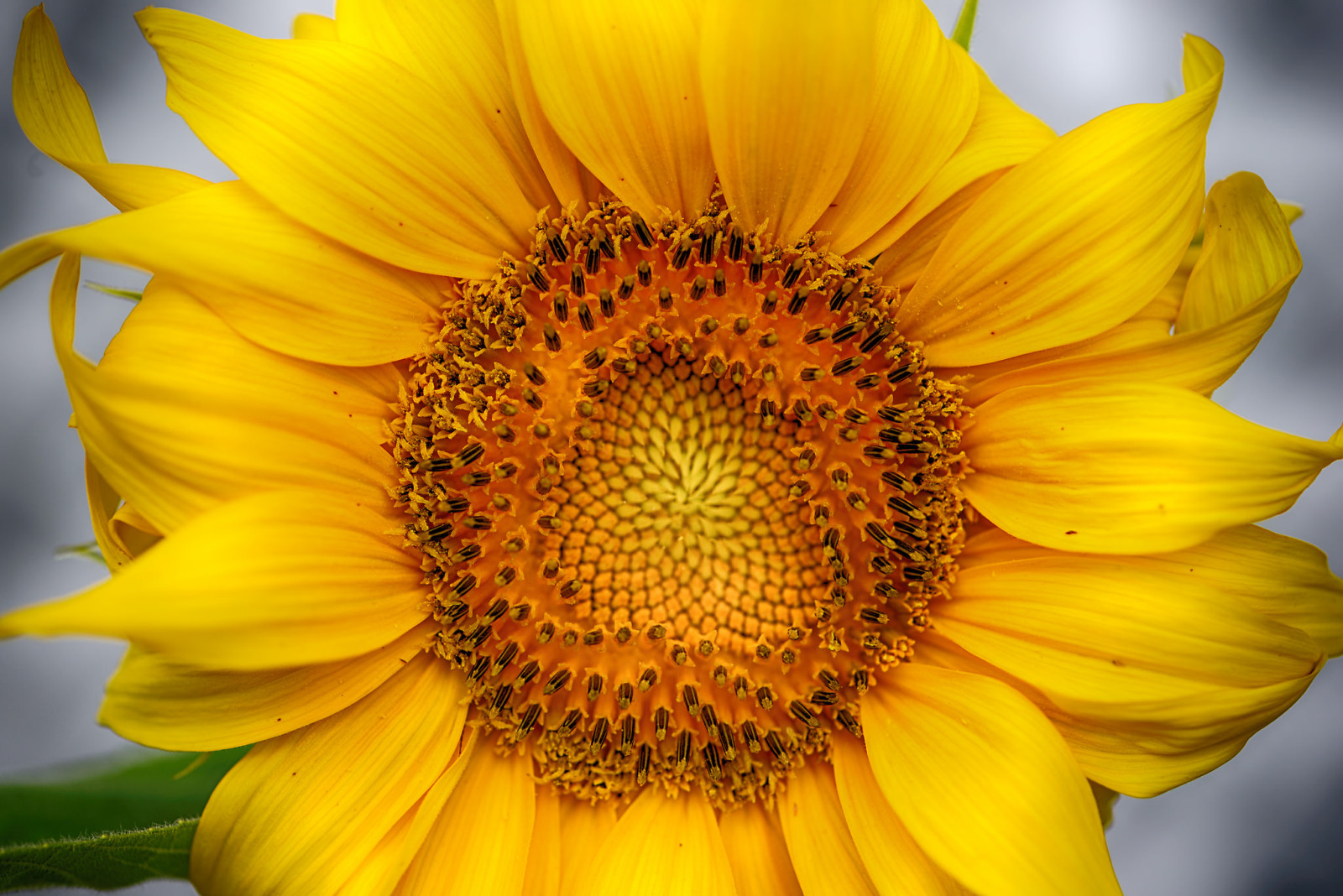 bunga, kelopak, bunga matahari