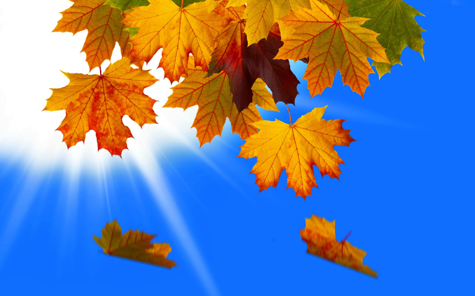 秋, 自然, 空, 大きい, 葉, 光線, コラージュ, Vset
