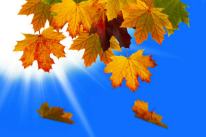 musim gugur, kolase, Daun-daun, makro, alam, Sinar, langit, Vset