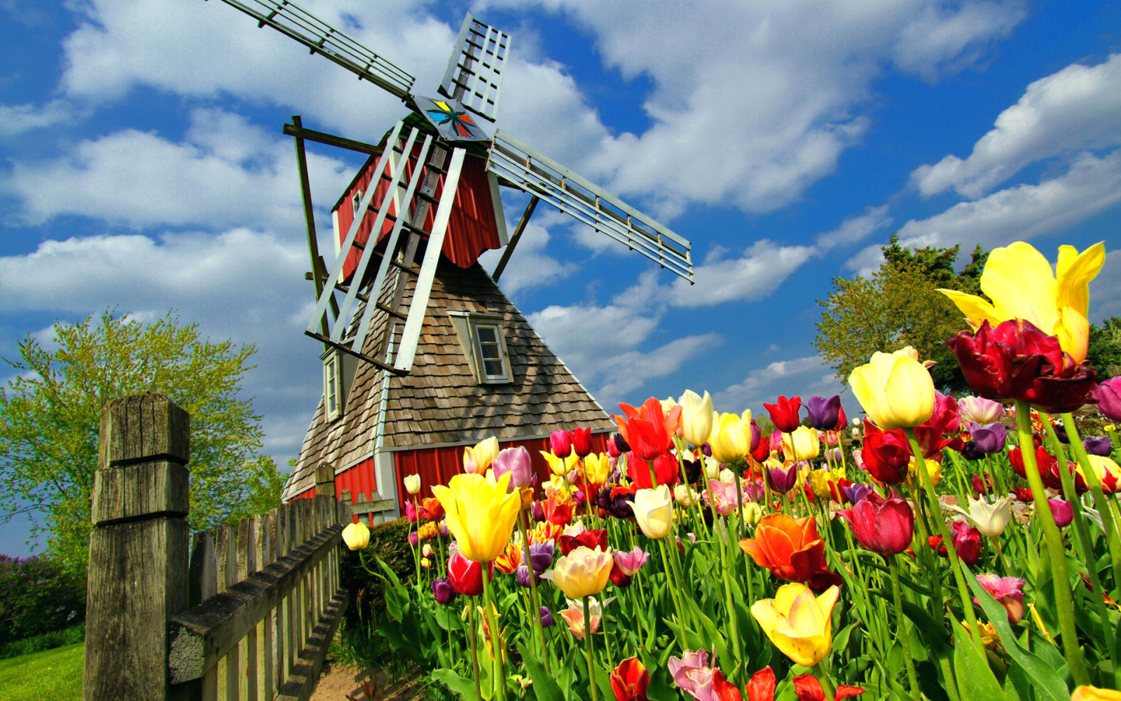 꽃들, 튤립, 풍차 비슷한 것, 네덜란드