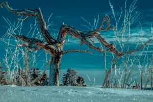 밤, 눈, 나무, 겨울