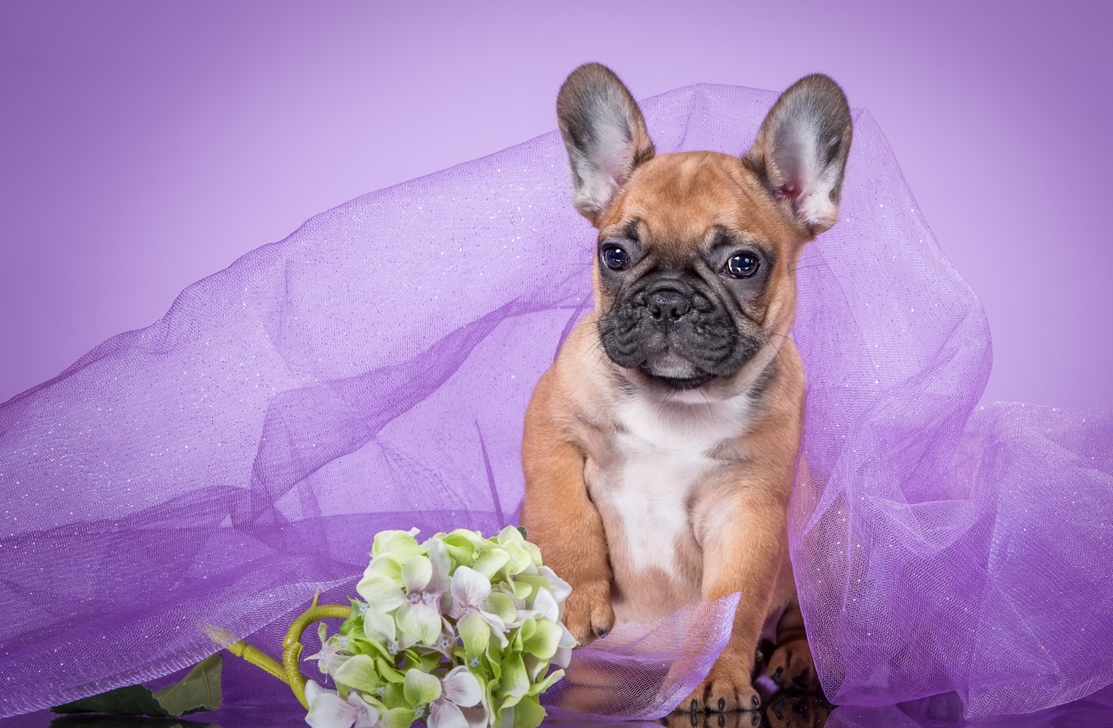 小狗, 紫色, 面纱, 绣球花, 法国斗牛犬
