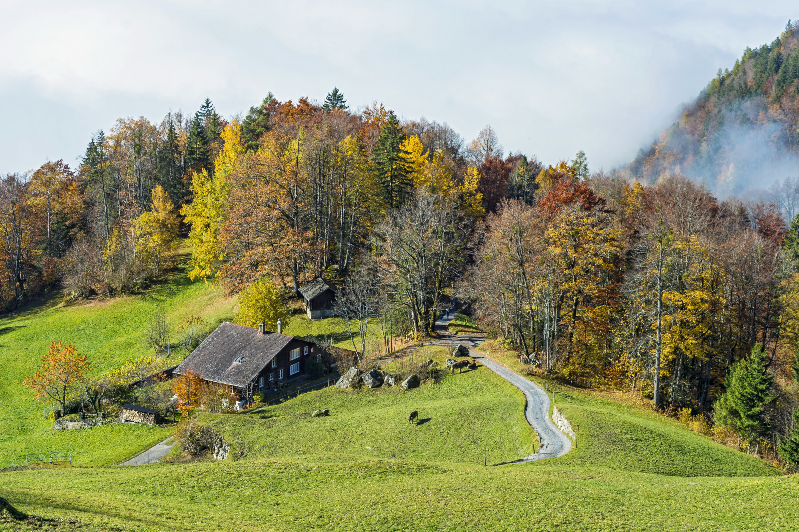 musim gugur, hutan, rumput, rumah, Swiss, jalan, pohon, sayuran hijau