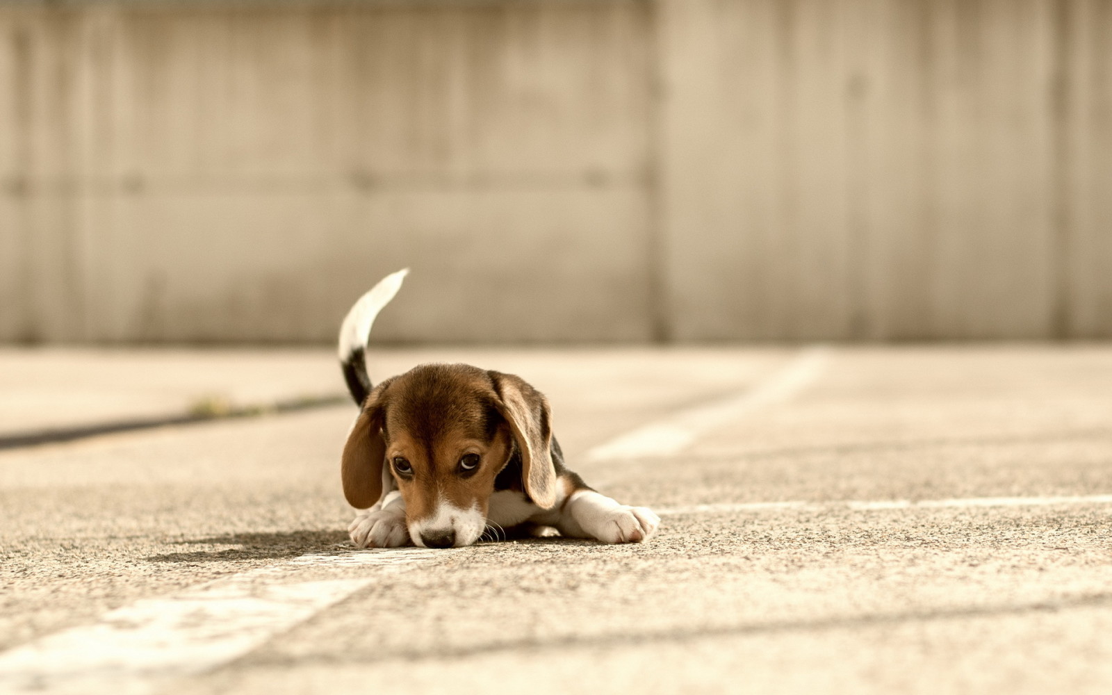 chó, mỗi, Beagle
