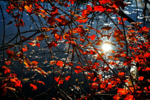 가을, 가지, 이파리, 반사, 크림슨, 물