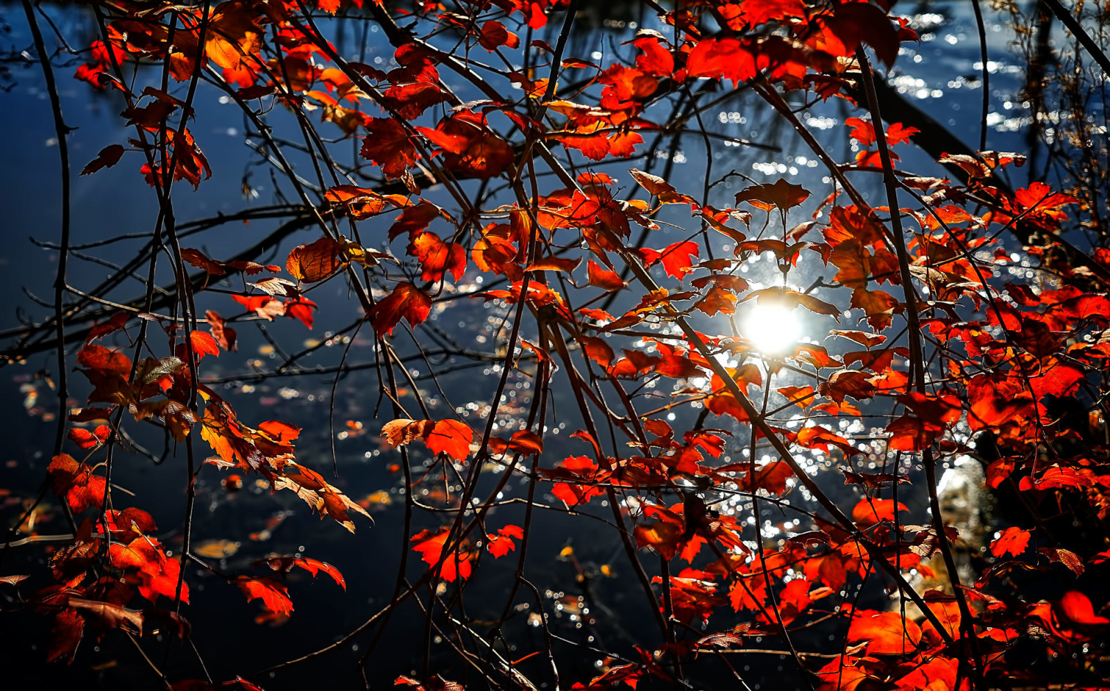 가을, 가지, 반사, 이파리, 물, 크림슨