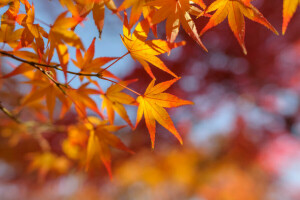 秋, ブランチ, 葉, もみじ