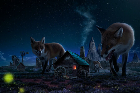 図, 狐, 家, 夜