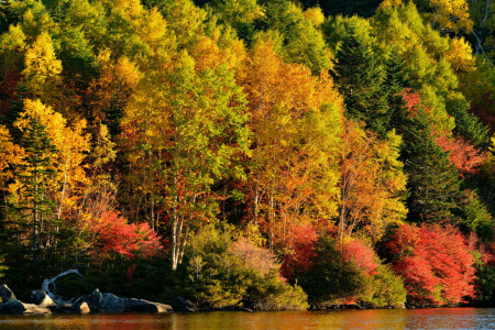 秋, 森林, 湖, 川, スロープ, 木