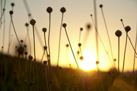 夜明け, 乾いた草のスペア, 自然
