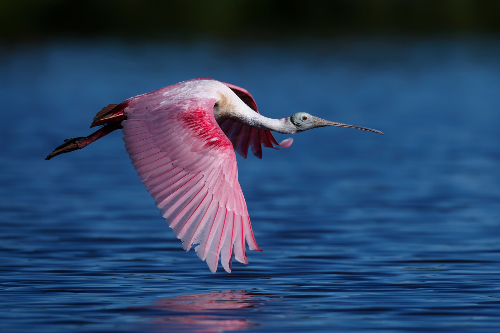 水, 飞行, 鸟, 粉红琵鹭
