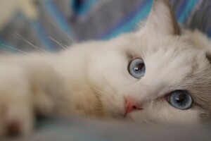 青い目, ネコ, 見て, 銃口, ラグドール