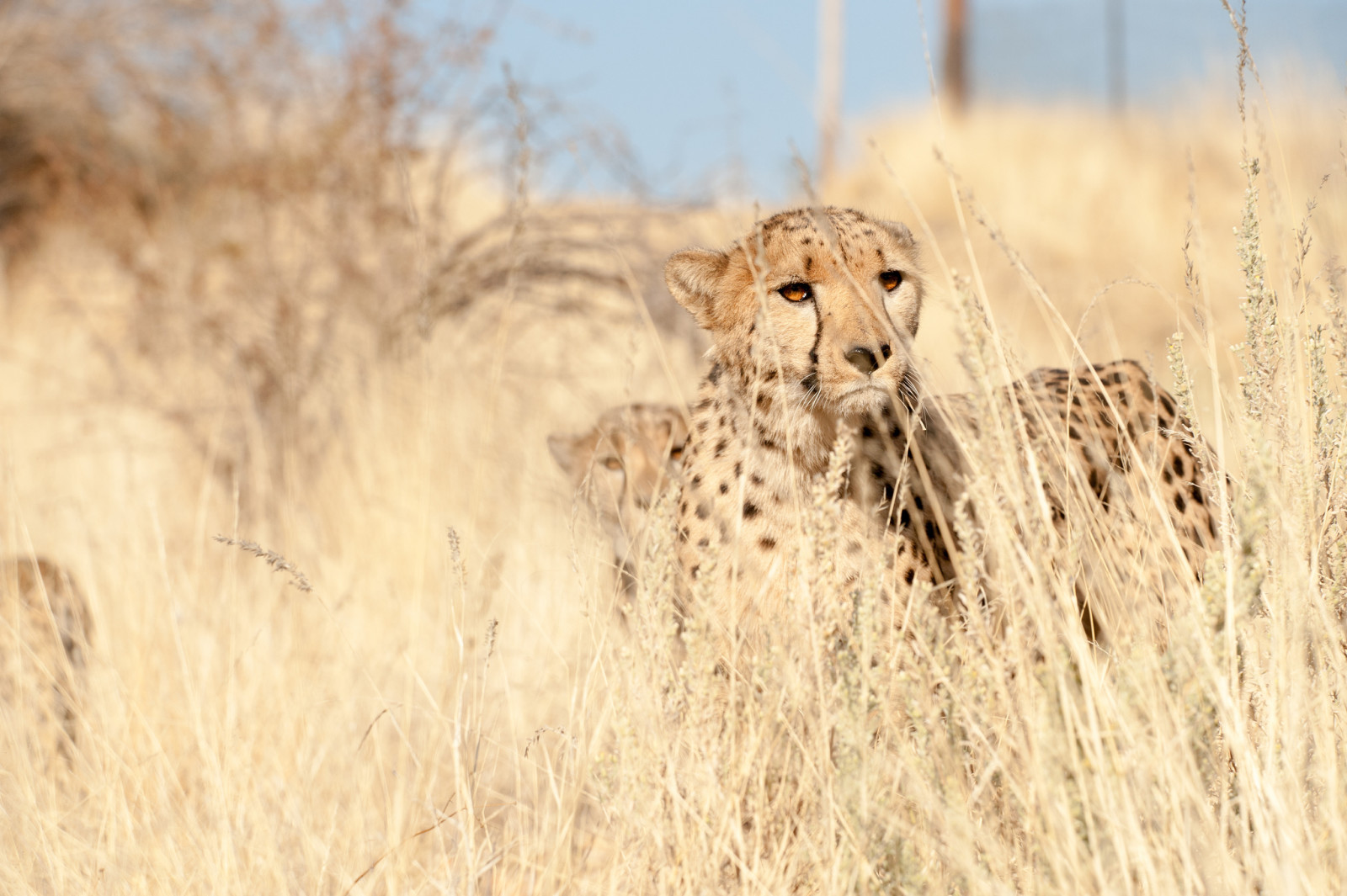 rumput, Lihat, predator, Cheetah, pengamatan