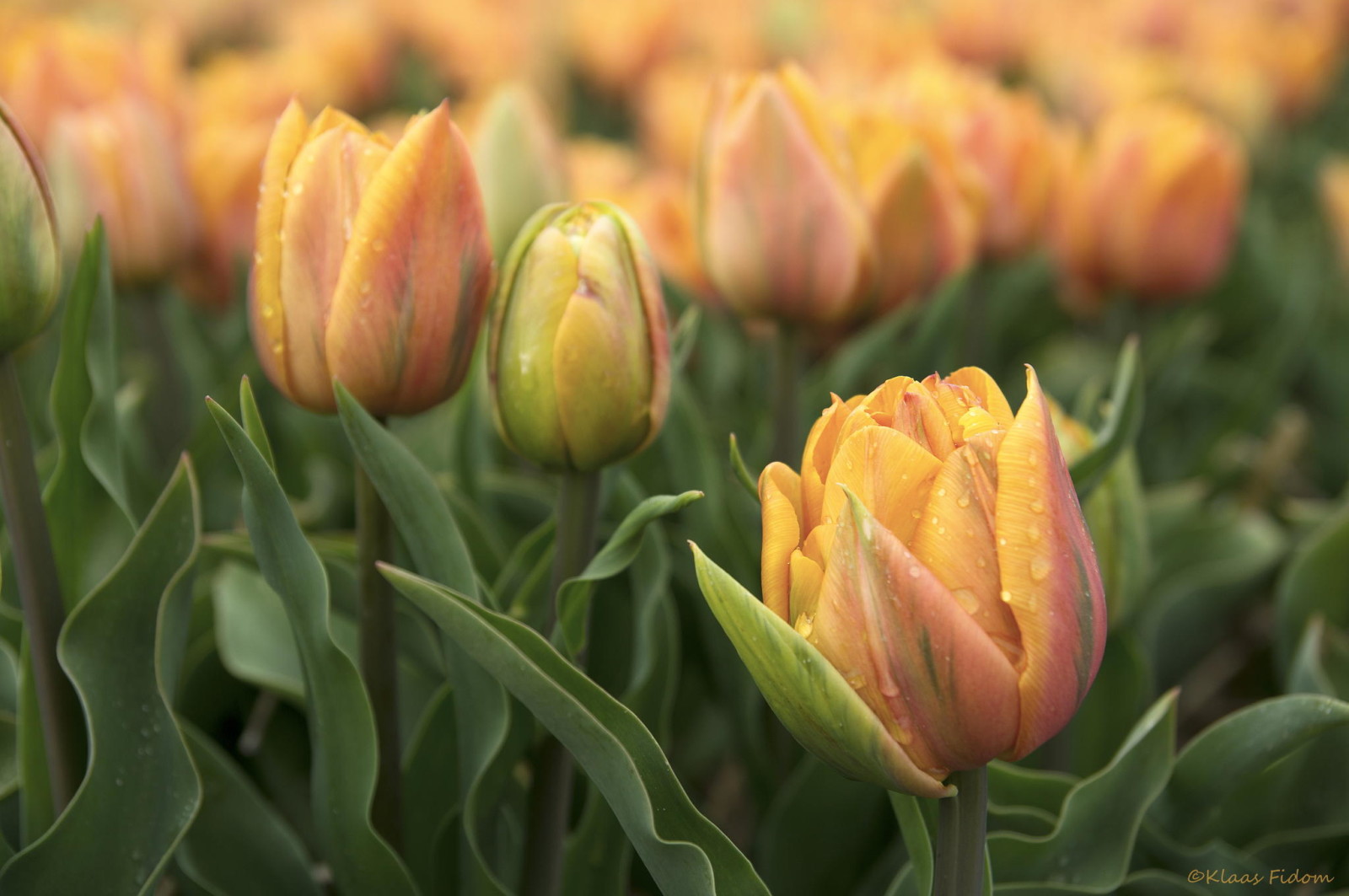 những bông hoa, mùa xuân, Hoa tulip, giường hoa