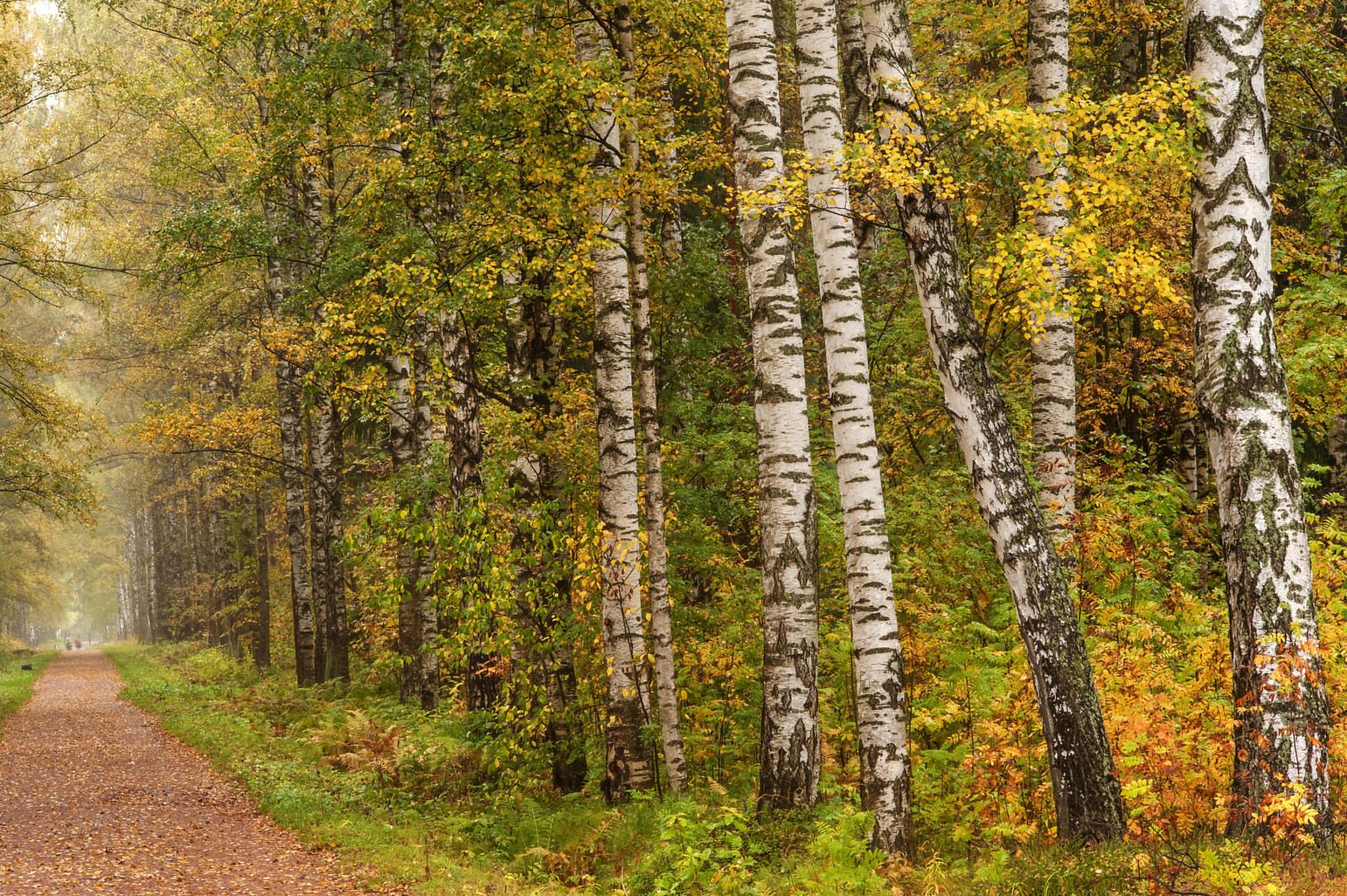 秋季, 公园, 树叶, 圣彼得堡, 俄国, 巴甫洛夫斯克, 跟踪, 胡同