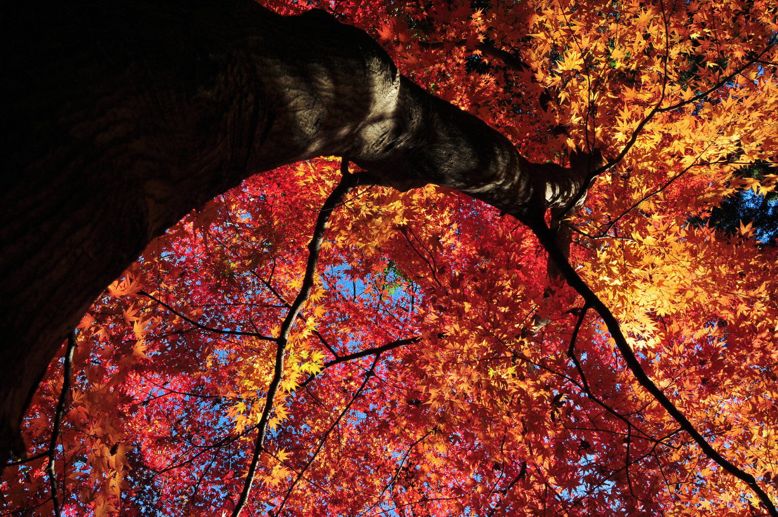 木, 秋, 空, 葉, トランク