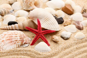 바닷가, 진주, 조약돌, 모래, 껍질, 껍질, 별, 돌