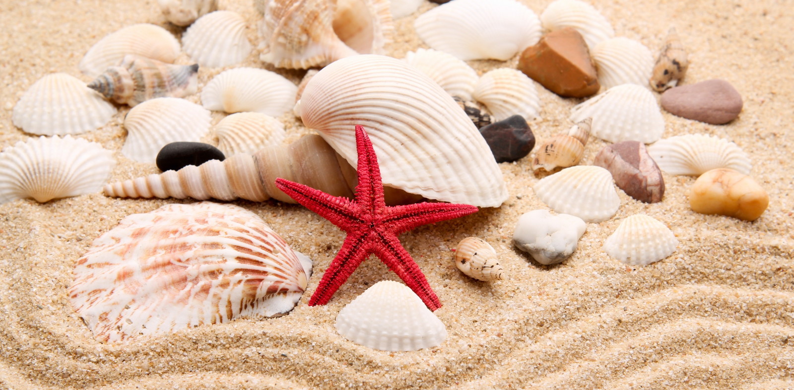 바닷가, 조약돌, 돌, 별, 모래, 껍질, 진주, 껍질