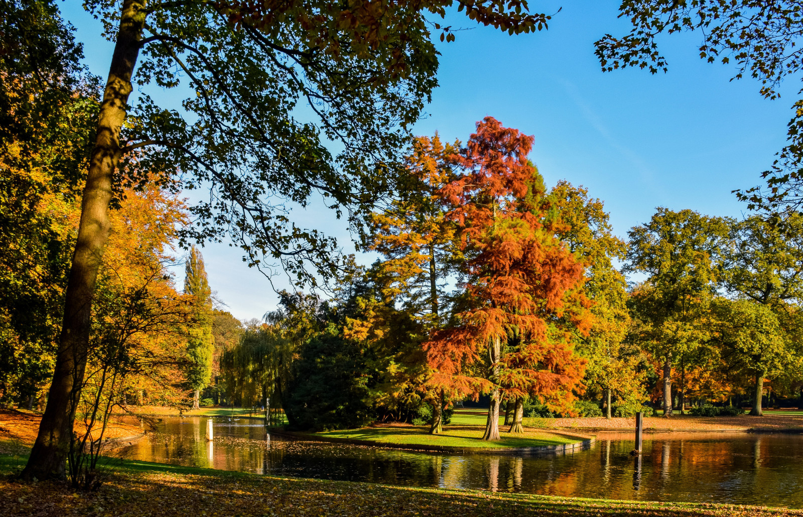 秋季, 公园, 树木, 树叶, 池塘, 荷兰, Vught, 雷堡公园