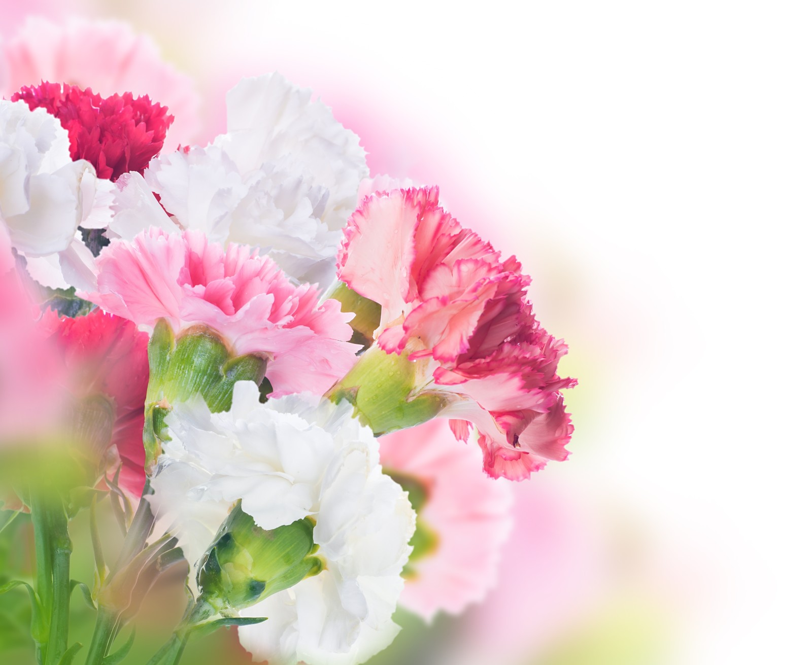 꽃들, 이파리, 정향, 분홍색과 흰색