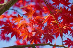 musim gugur, Daun-daun, makro, maple, pohon