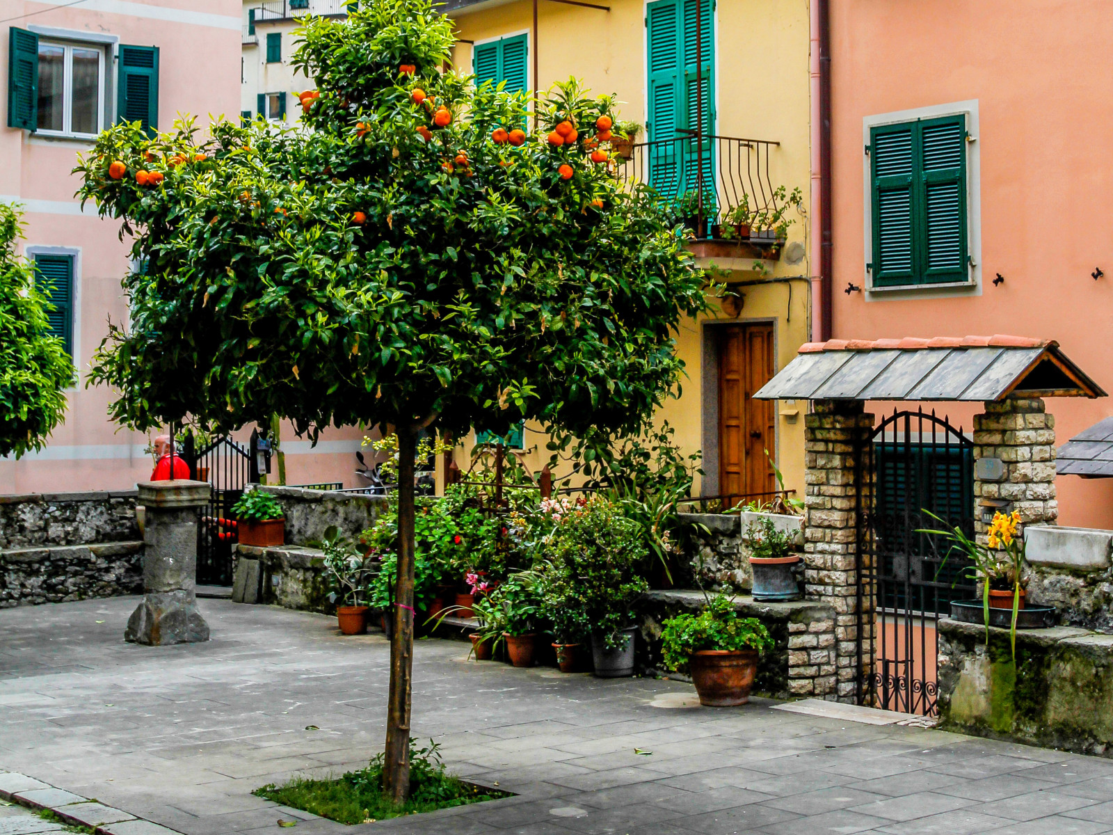 나무, 집, 꽃들, 이탈리아, 마당, 친퀘 테레, 창구, 냄비