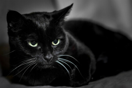 đen, con mèo, Koshak, Mèo con