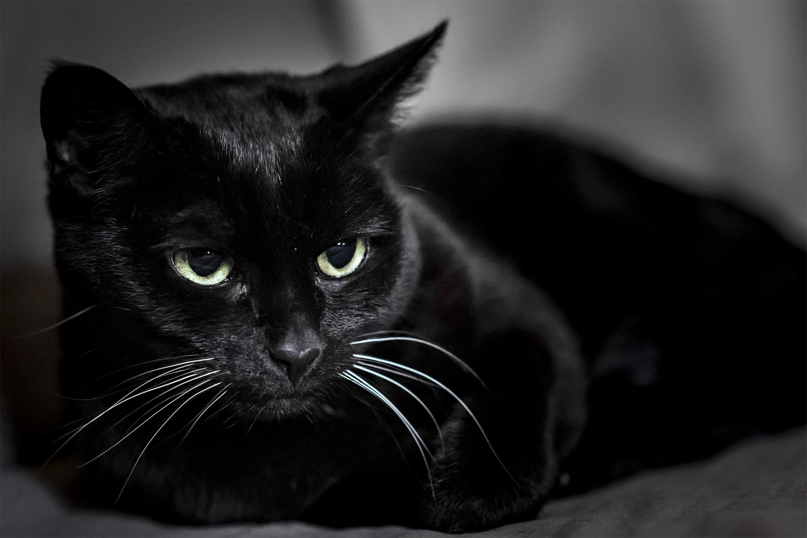 ネコ, 黒, コシャク, Tomcat
