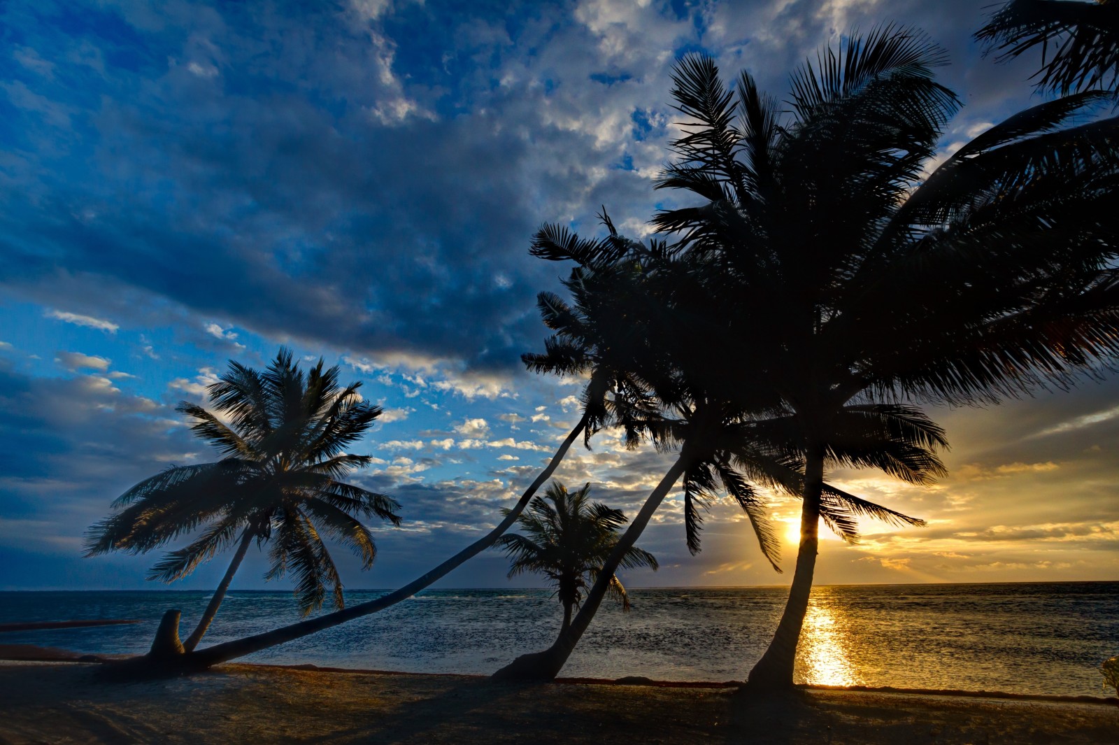 日落, 岸, 海, 棕榈树, 热带