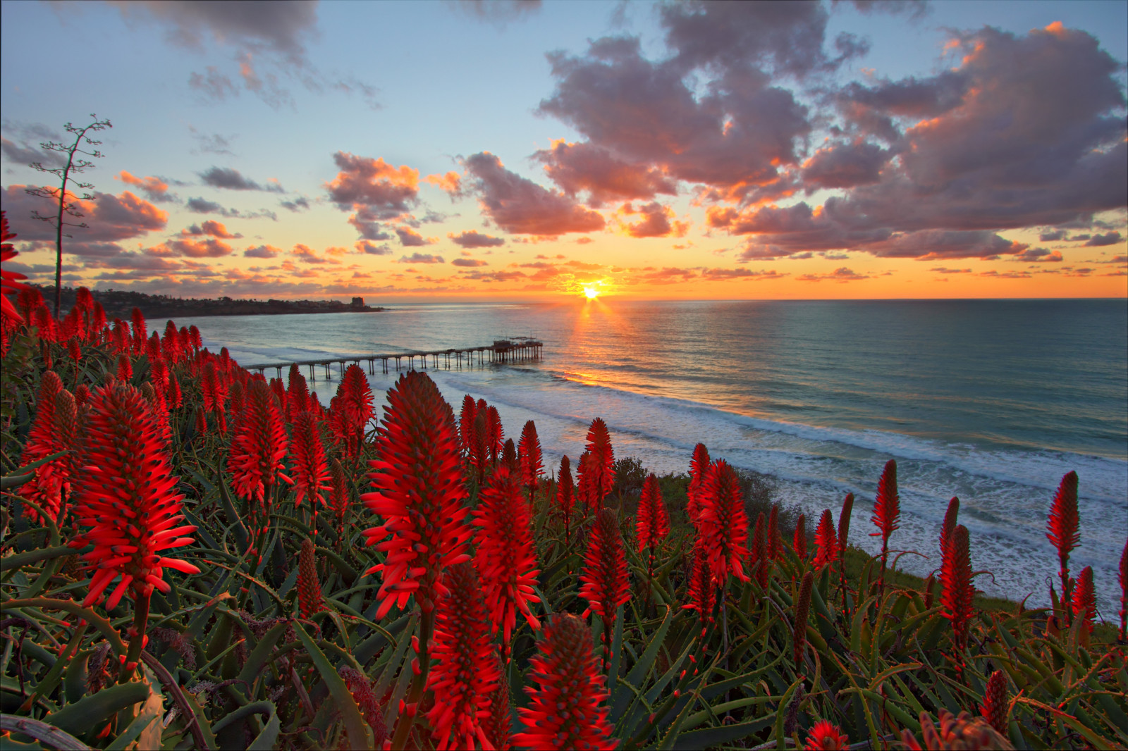 สีแดง, ชายหาด, ดอกไม้, มหาสมุทร, รุ่งอรุณ, ดวงอาทิตย์, ลาด, ขอบฟ้า