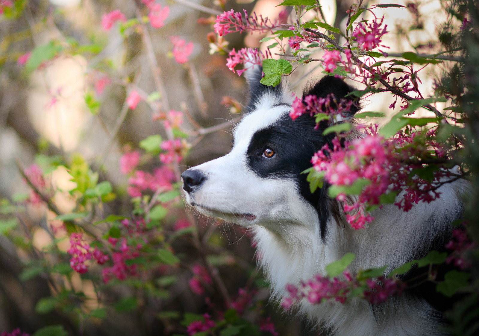 anjing, wajah, collie perbatasan, bunga-bunga