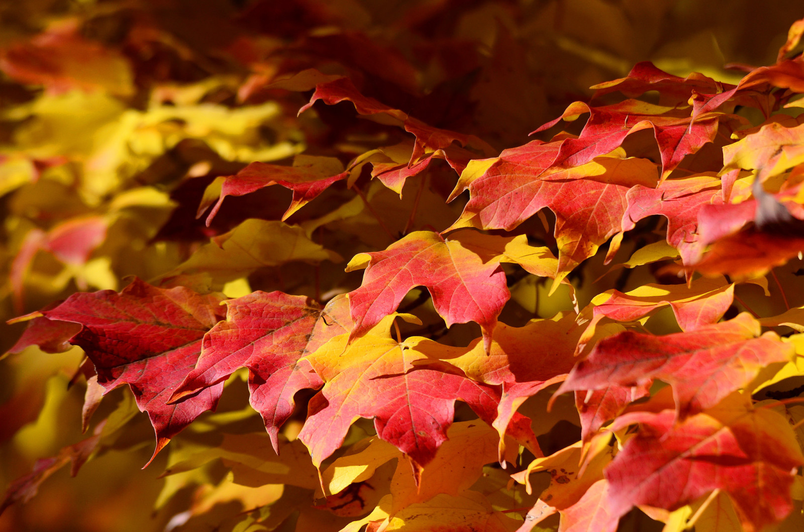 mùa thu, Thiên nhiên, lá, cây phong, thảm