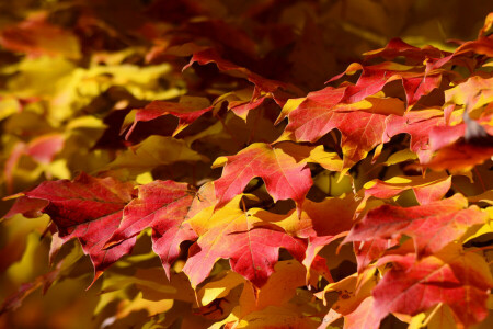 가을, 양탄자, 이파리, 단풍, 자연