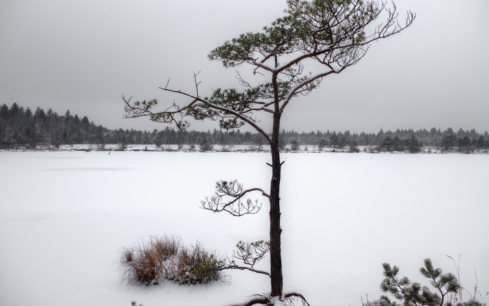 雪, 木, 自然, 冬, 針葉樹, 雪の