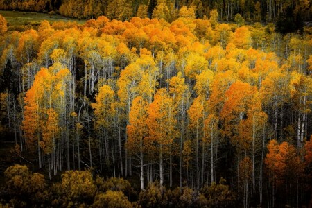 가을, 숲, 자연, 나무