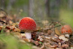 美容, 森林, 蘑菇, 蘑菇