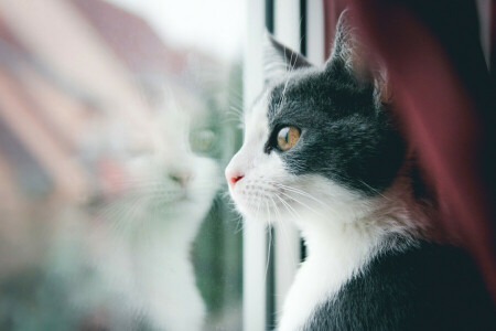 ネコ, コシャク, 見える, 口ひげ, Tomcat, 窓