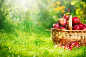りんご, バスケット, 自然, 太陽の光, 雑草