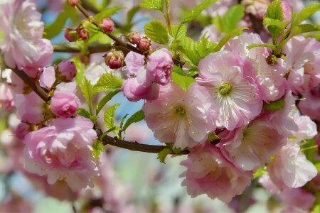 アーモンド, 美しさ, 開花, フラワーズ, 休日, 五月, 自然, 春