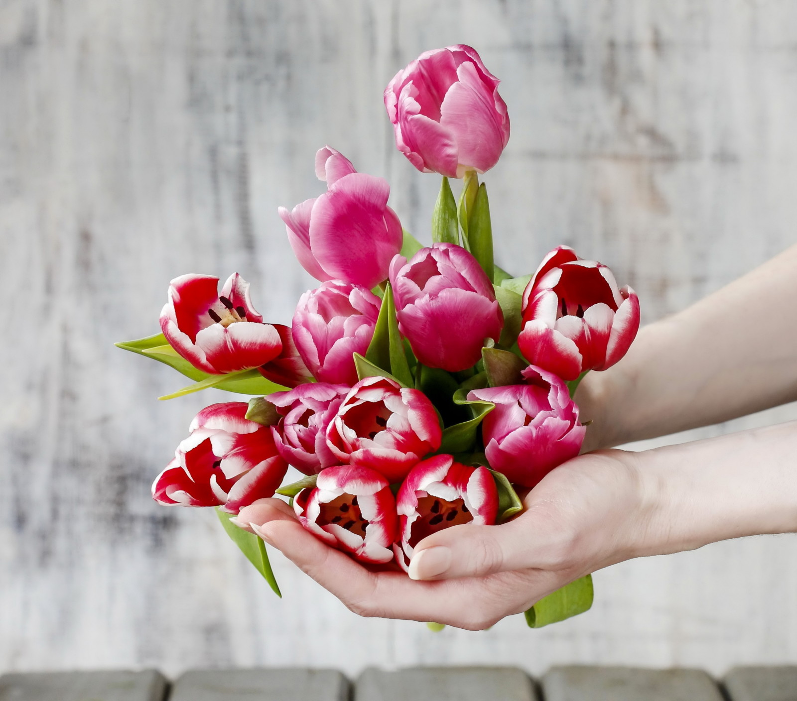 tay, những bông hoa, mùa xuân, Hoa tulip