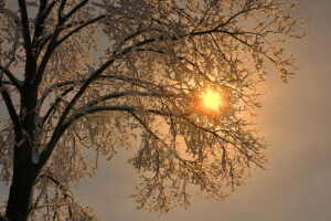 枝, 霜, 光線, 雪, 太陽, 木
