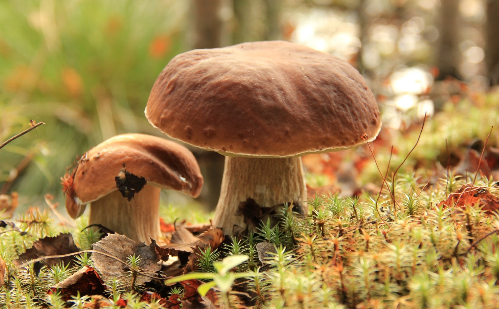 蘑菇, 苔藓, 博罗维克