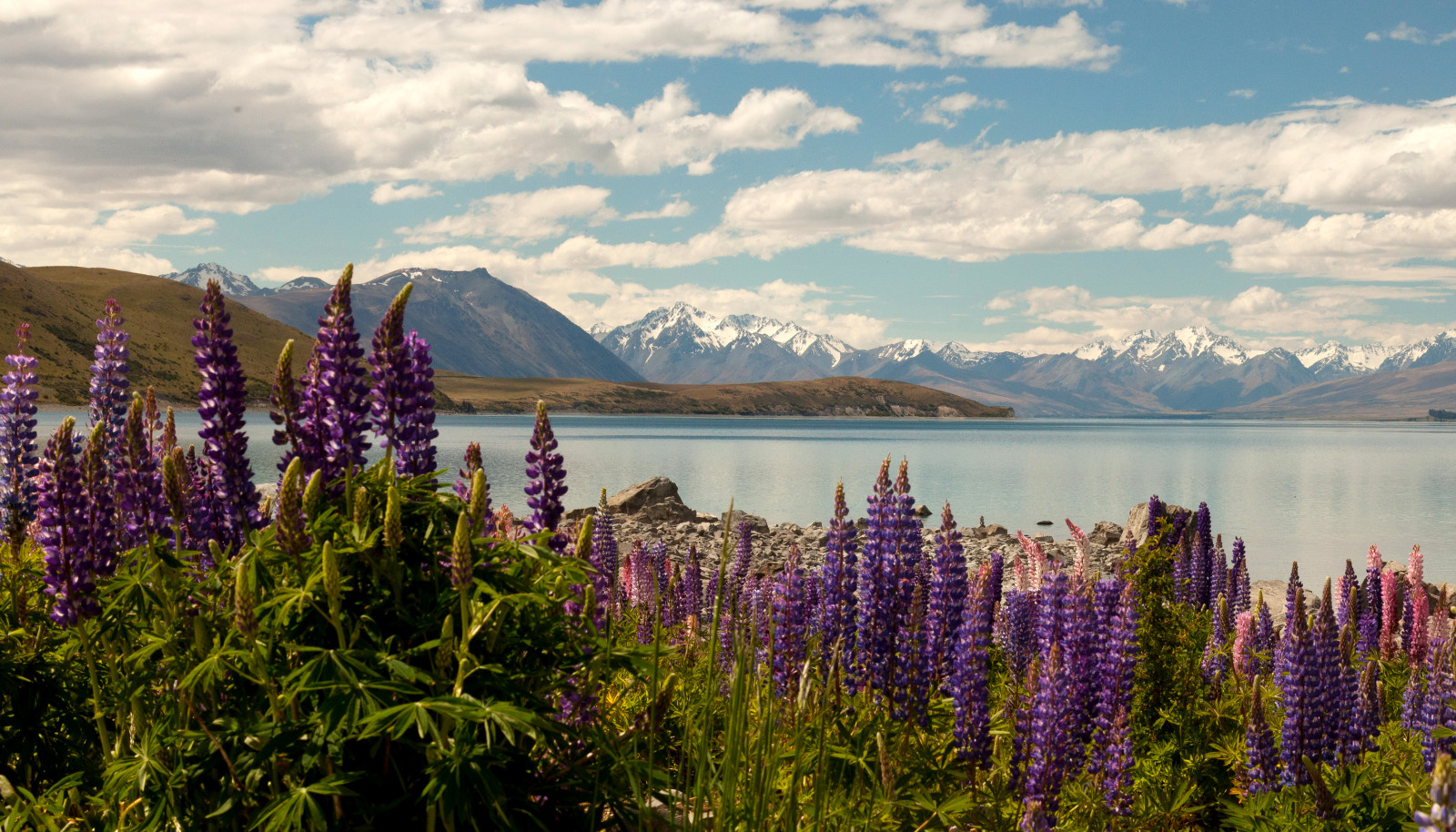 danau, pantai, batu, bunga-bunga, awan, gunung, Selandia Baru, delphinium
