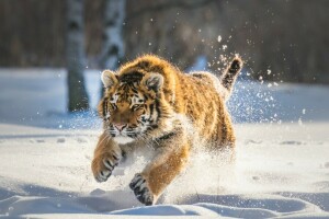 雪, 虎, 冬
