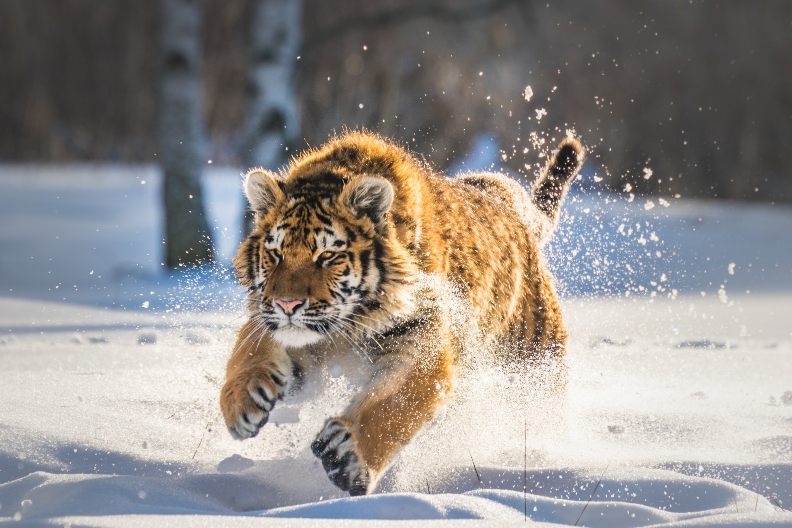 雪, 冬季, 虎