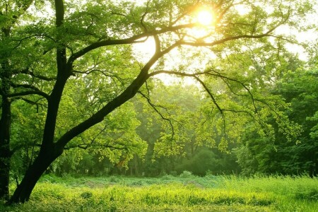 森林, 緑, 光, 太陽, 木