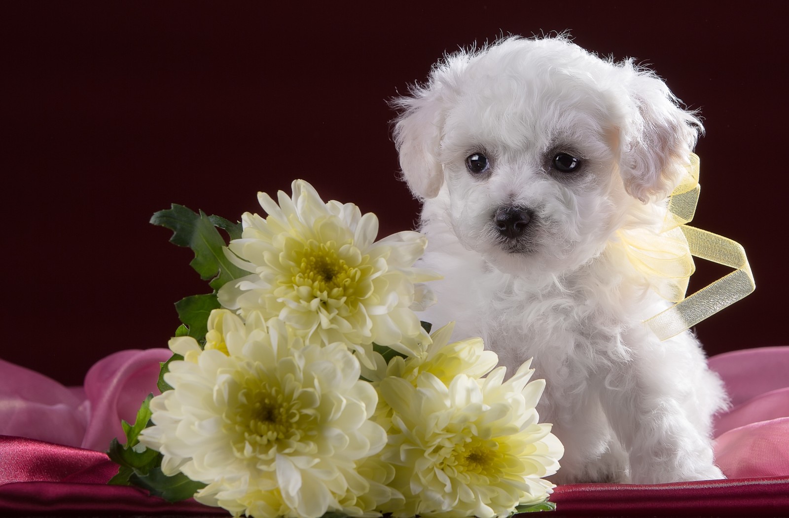 ลูกสุนัข, ขาว, น่ารัก, ดอกเบญจมาศ, Bichon Frize