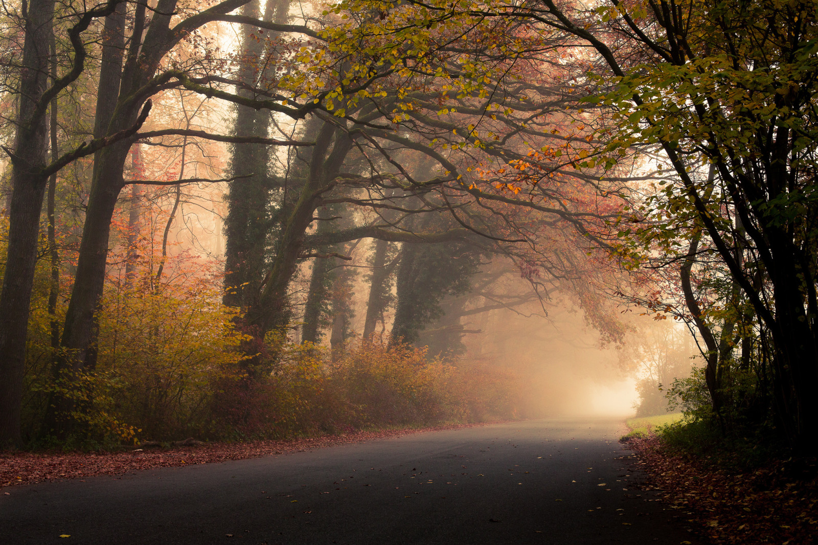 秋季, 森林, 路, 叶子, 树木, 树叶, 多雾路段