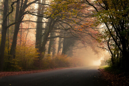 秋, 霧, 葉, 森林, 葉, 道路, 木